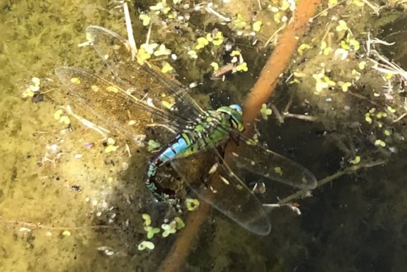 A female dragonfly returning to the pond to lay her eggs in the pond.