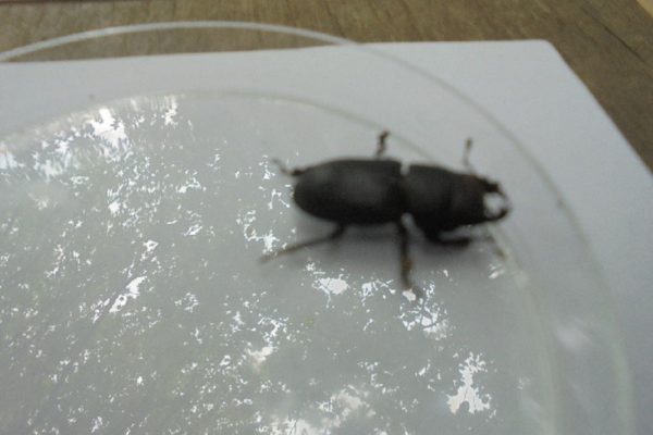 A rare female stag beetle.