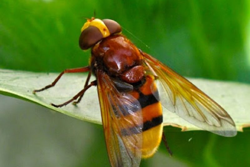 Hornet mimic hoverfly.